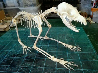 Vulpes Real Cross Fox Skulls Specimens Organic Material Complete Animal Skeleton