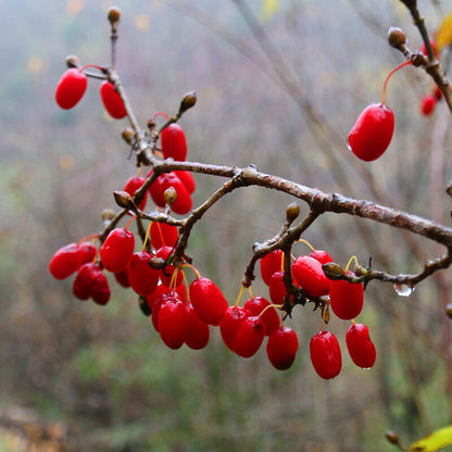 Shan Zhu Yu Cornus Officinalis Cherry Fruit Fructus Corni Berry china herbal tea