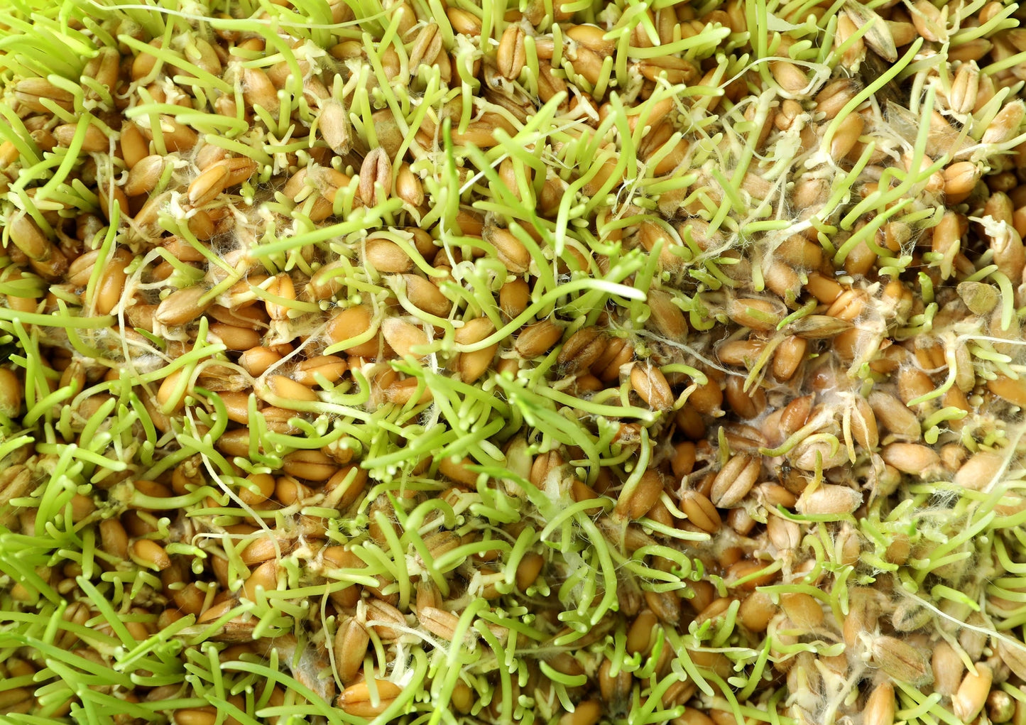 Organic Wheat Berries - （ Non-GMO, Sproutable,Kosher, Raw - by HELLOYOUNG）