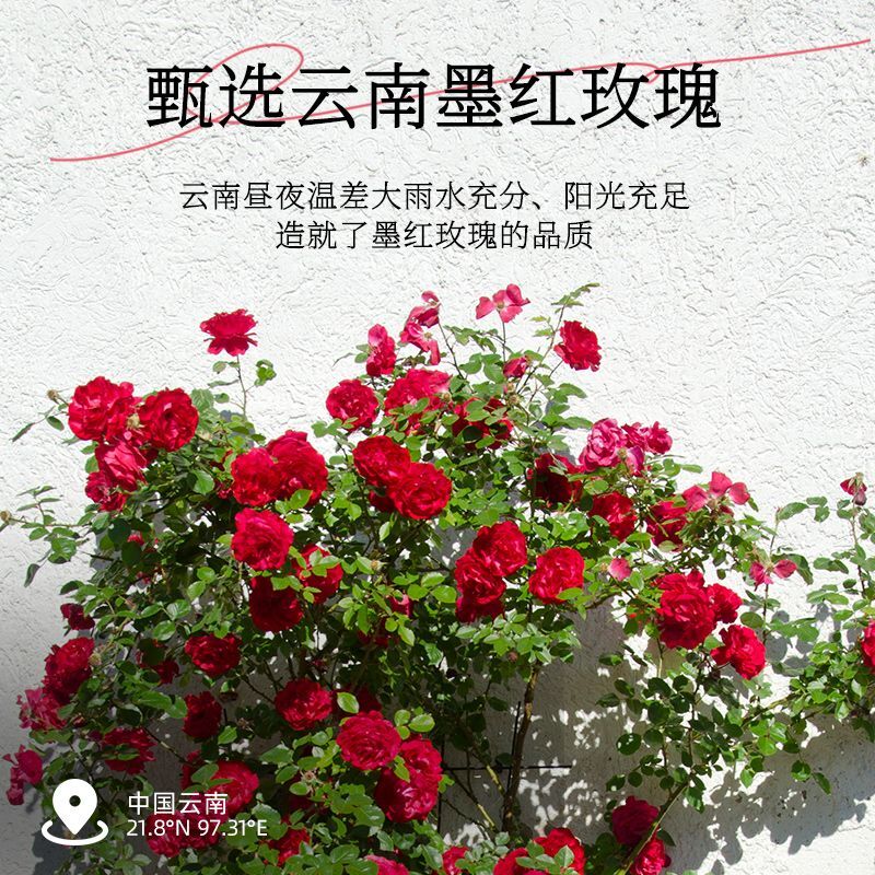 Yunnan Organic Freeze-Dried Dark Red Rose - Rose Cold Brew Tea, Beauty Tea.