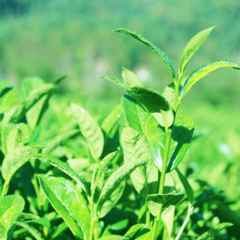 Ginseng Oolong Tea Taiwan Dong Ding Premium Organic Loose Leaf Healthy 250g