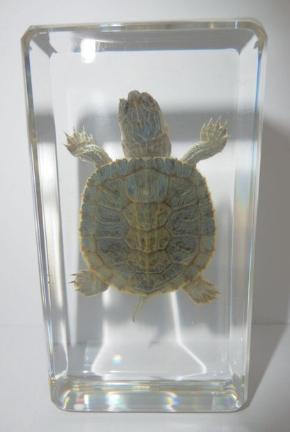 73x40x20 Mm Water Slider Turtle In Clear Paperweight Education Specimen