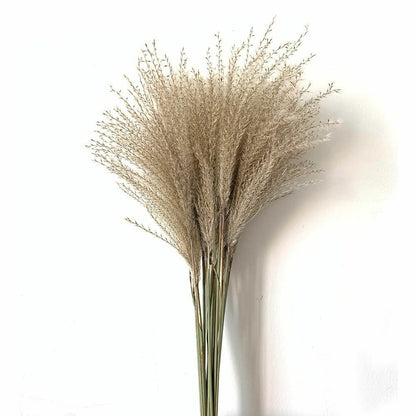 Real Pampas Grass Decor 8/10/20/50 Pcs/Lot Natural Dried Flowers Plants Bouquet