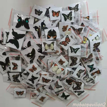 20 Pcs DIY Real Butterfly Specimens Mixed Species Taxidermy Home Decor Gift