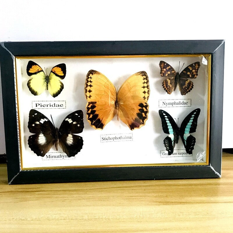 Pretty Butterfly Specimen PhotoFrame Artwork Home Decoration Teaching Collection