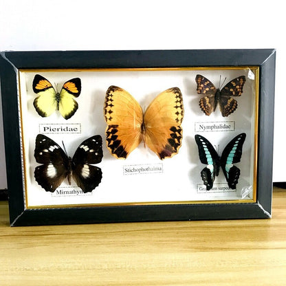 Pretty Butterfly Specimen PhotoFrame Artwork Home Decoration Teaching Collection