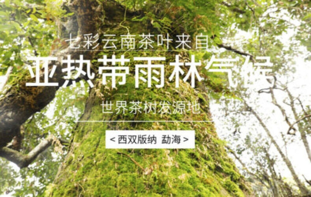 HelloYoung Menghai Aged Ripe Pu-erh Tea 200g Natural Herbal Loose Leaf