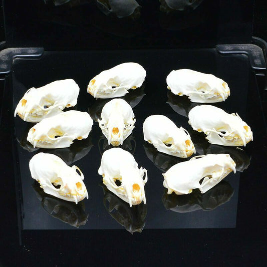 1/2/3/4/5/10Pcs/Lot Mink Skull Specimens 4-9cm Animal Bones Unique Gifts Decors