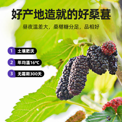 200g黑桑葚 Dried Black Mulberries / Natural Snacks / Teas
