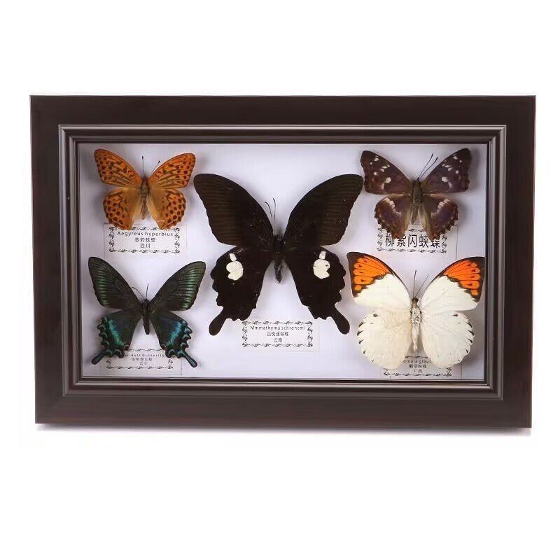 Pretty Butterfly Specimen PhotoFrame Artwork Home Decoration Teaching Collection