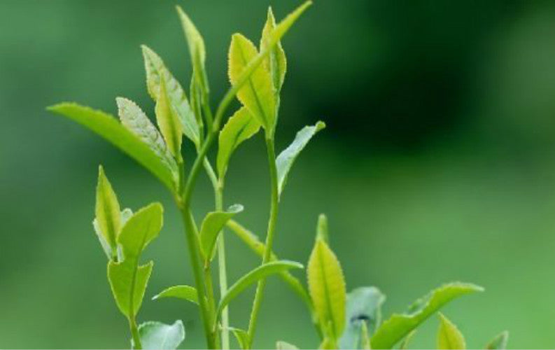 Jasmine Dragon Pearls Green Tea Premium Organic Top Grade Loose Leaf Tea 250g
