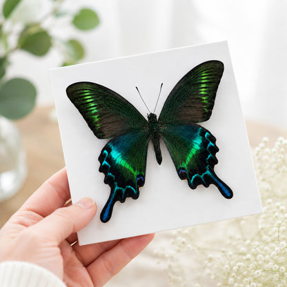 10 Real Papilio Maackii Butterfly Specimens 9cm Spread Wings DIY