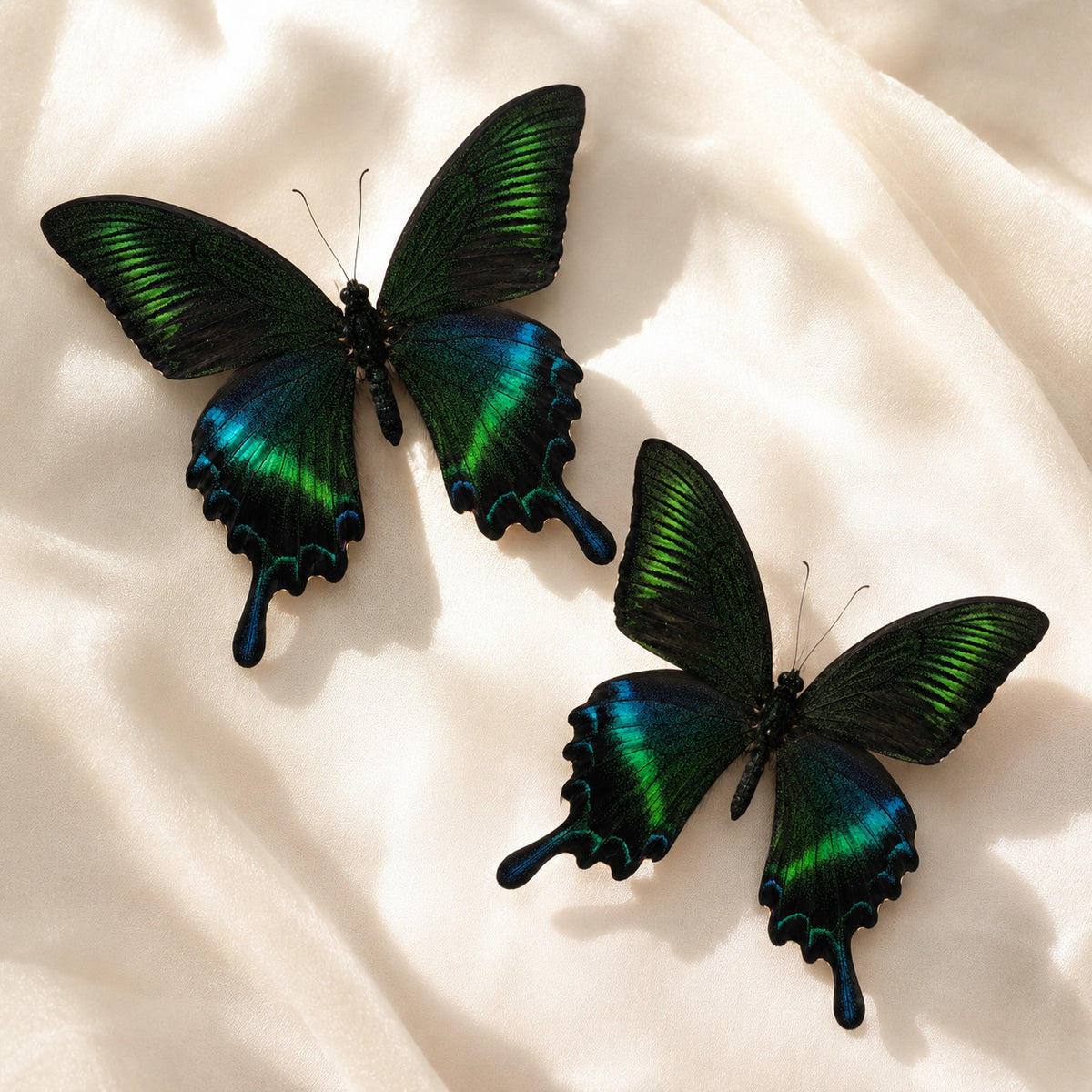 10 Real Papilio Maackii Butterfly Specimens 9cm Spread Wings DIY