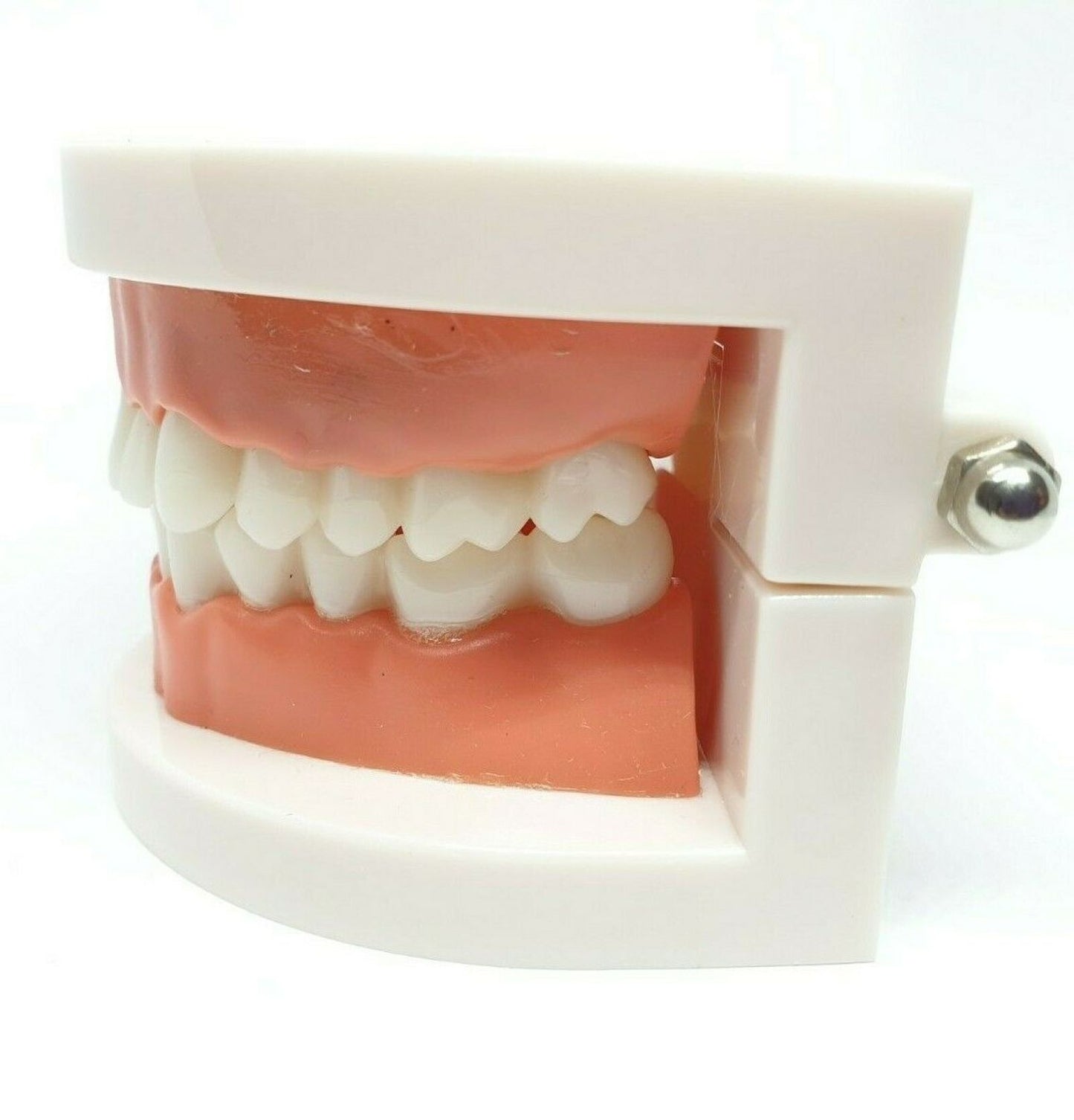 Adult Dental Standard Educational Supplies Typodont Demonstration Teeth Model