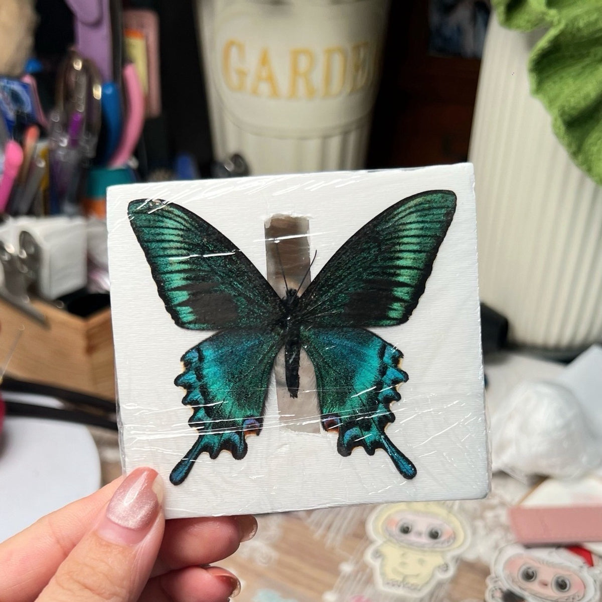 20PCS New Real Green Banded Swallowtail Butterfly Specimen Spring Form A1/A 6cm