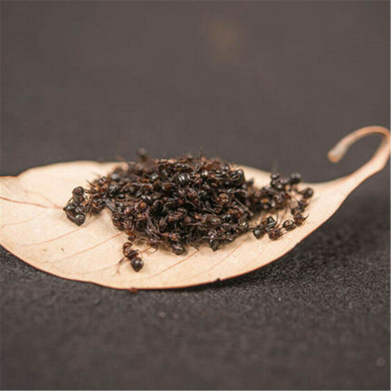 500g Premuim China Wild Chang Bai Shan Mountain Black Ant Vic Roger Polyrhachis