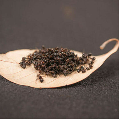 500g Premuim China Wild Chang Bai Shan Mountain Black Ant Vic Roger Polyrhachis