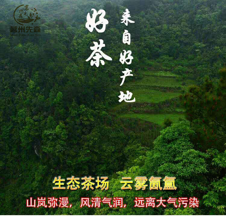 Guizhou Alpine Tea Bird's Tongue Mao Jian Tea Pieces Bulk Alpine Yunwu Tea Piece