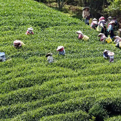 Taiwan Oolong Tea Organic Jin Xuan Milk Oolong Taiwanese Oolong Tea Green Tea