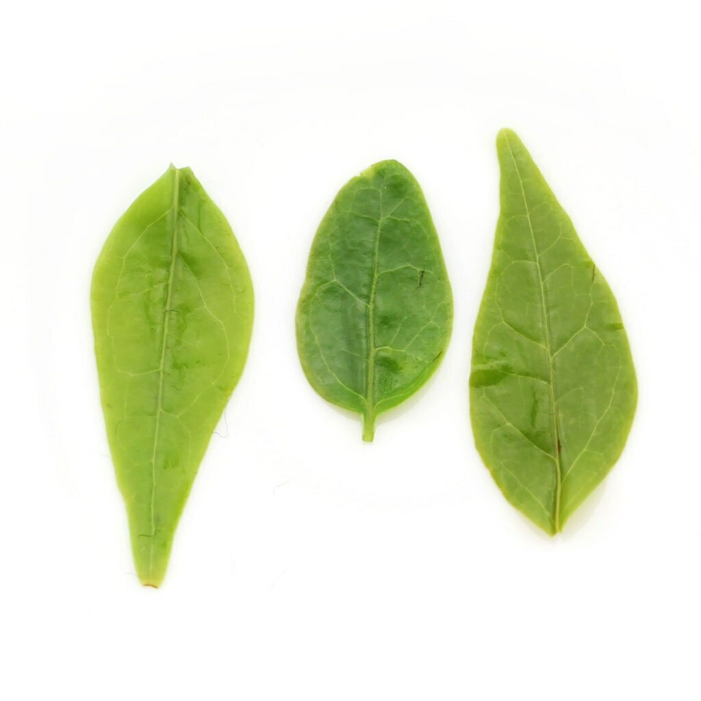 Natural Small Leaf Kuding Tea " Qing Shan Lu Shui " Bitter Tea China Tea