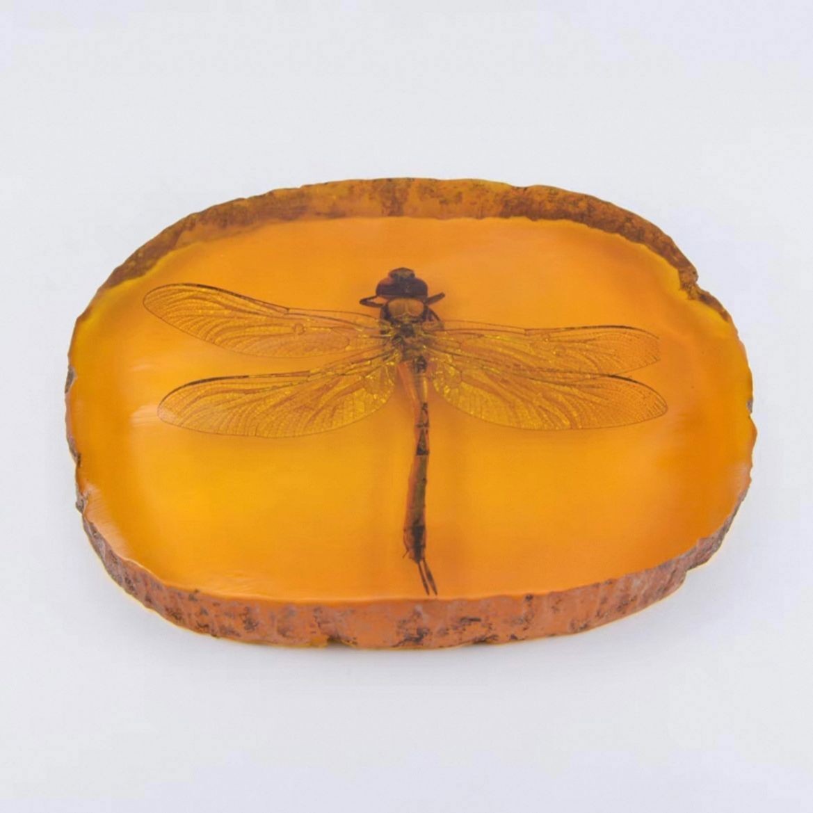 Natural Insect Specimen Dragonfly Insect Amber Resin Amber Raw Slice Pendant
