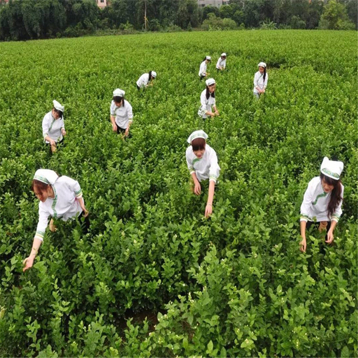 Jasmine Flower Tea Early Spring Premium Fresh Fragrant Herbal Tea 50g