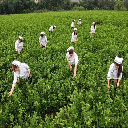 Jasmine Flower Tea Early Spring Premium Fresh Fragrant Herbal Tea 50g