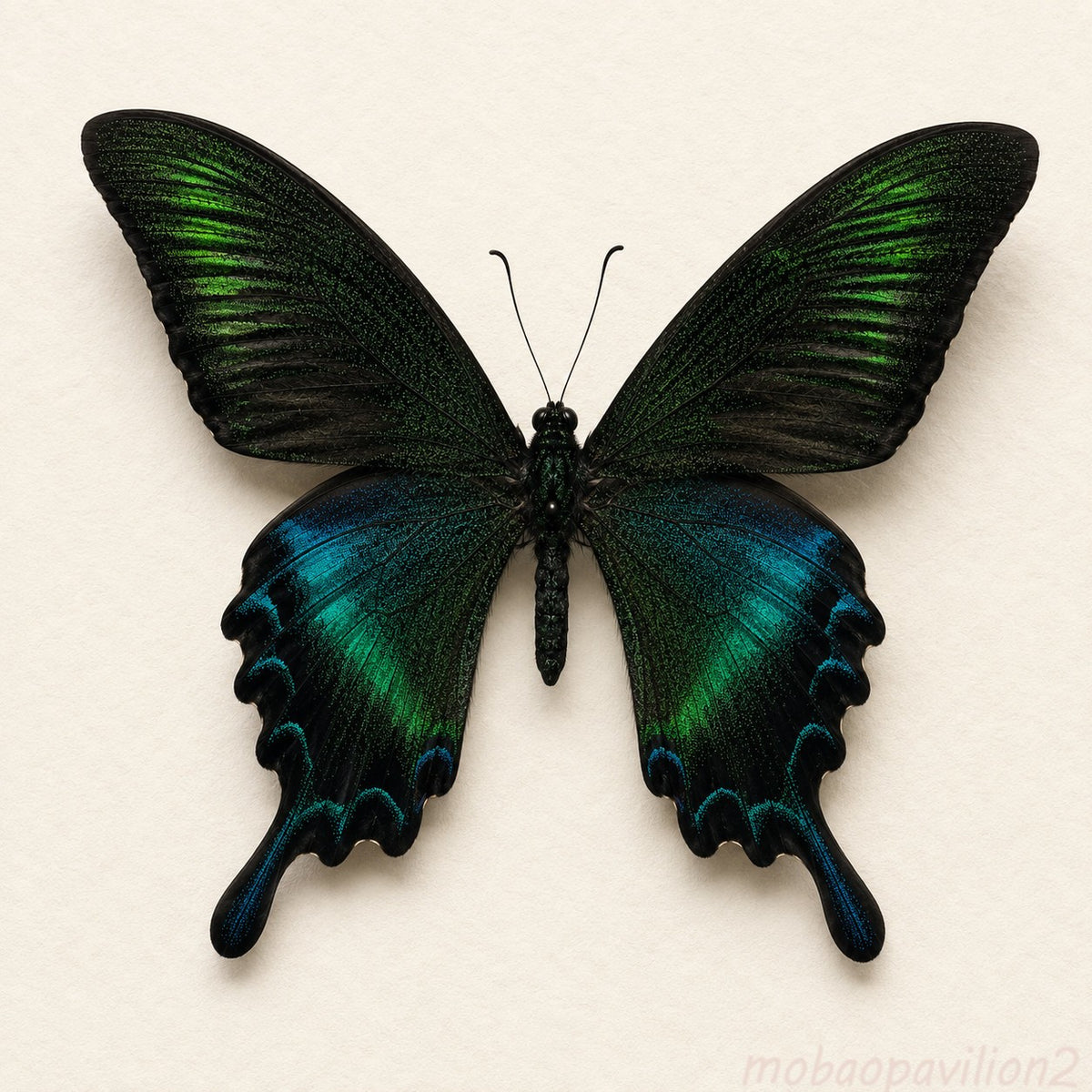 10 Real Papilio Maackii Butterfly Specimens 9cm Spread Wings DIY