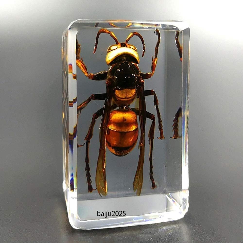 5pcs Real Asian Giant Hornet Resin Insect Specimens Paperweight Display 4.3cm