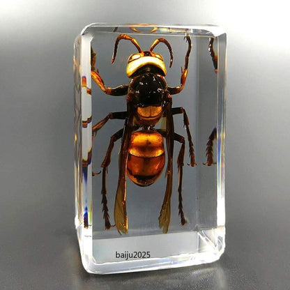 5pcs Real Asian Giant Hornet Resin Insect Specimens Paperweight Display 4.3cm