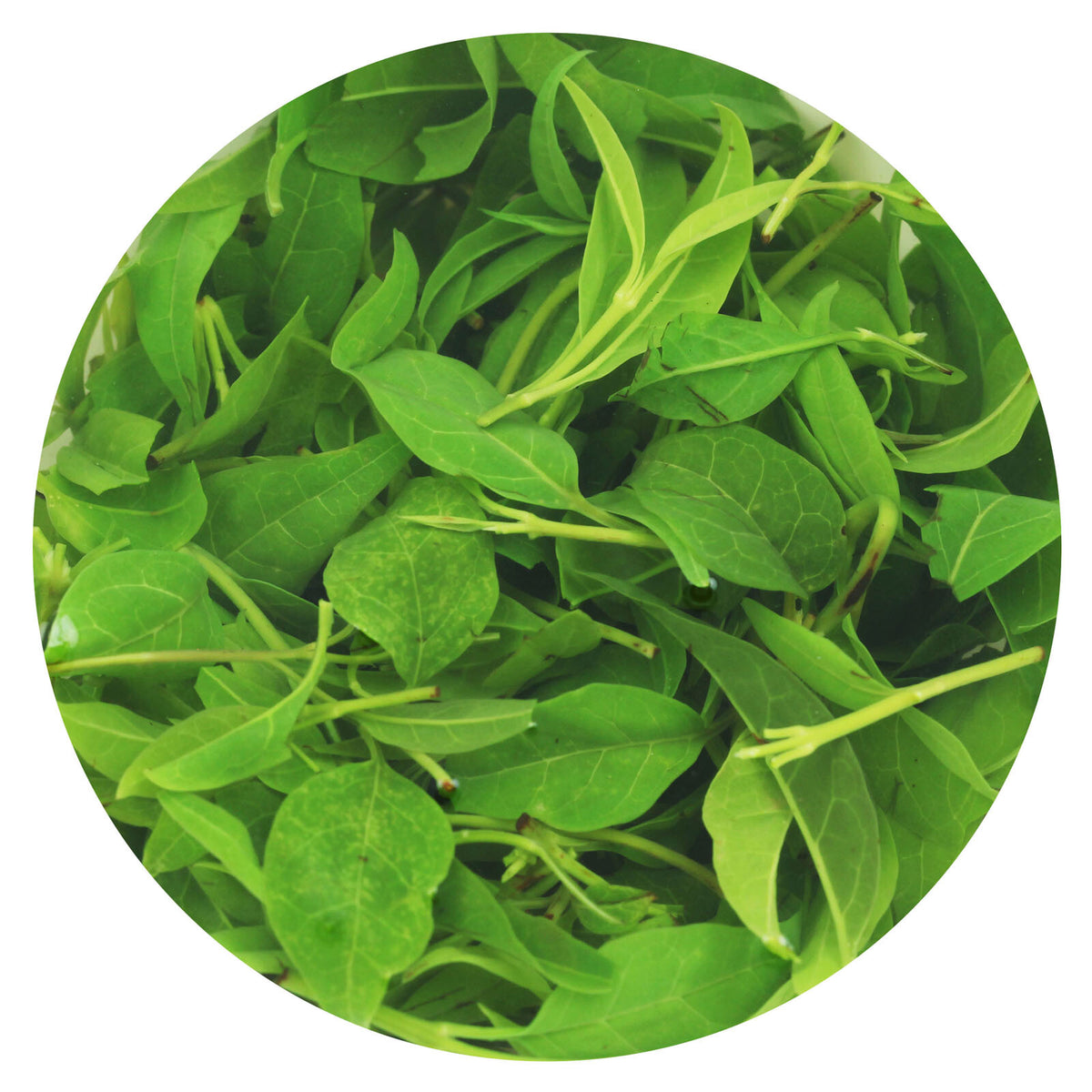 GOARTEA Supreme Kuding Bitter Herbal Tea Qingshan Lushui Green Tea Small Leaf-