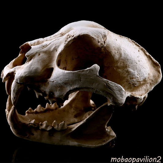 New Dog Skull Halloween Decor Resin Skeleton Sculpture Model Prop