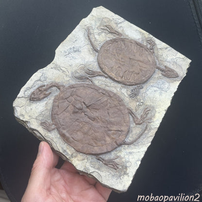 Collected Unique FindTurtle Fossil Rare Chinese Best Triassic Keichousaurus