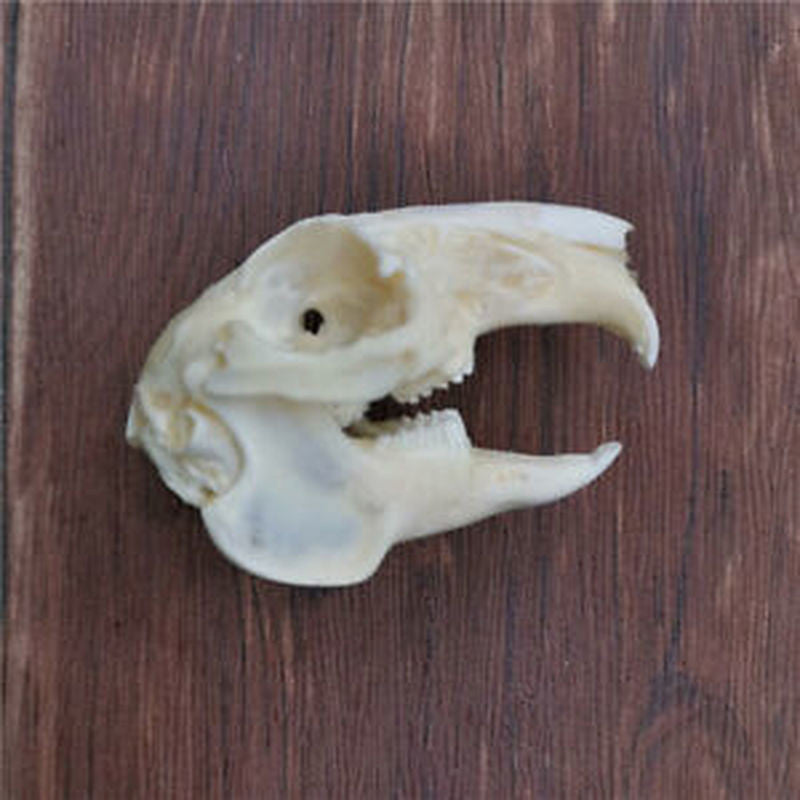 3.1 Inch Animal Skull Real Rabbit Skull Collection Specimen Crafts About