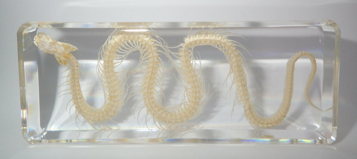 164*78*20mm Chinese Water Snake Skeleton Block Education Animal Specimen