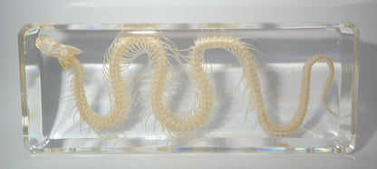 164*78*20mm Chinese Water Snake Skeleton Block Education Animal Specimen