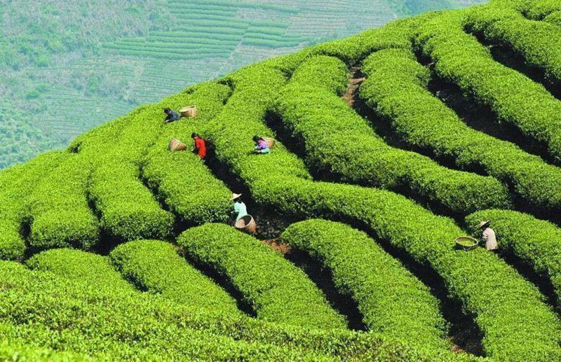 Organic Huangshan Maofeng Green Tea 250g - Early Spring Loose Leaf Sheng Cha