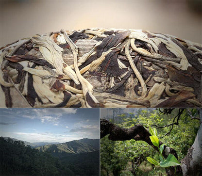357g Moonlight Sheng Pu-erh Cha Puerh Tea Organic Moonlight Beauty Menghai Puer