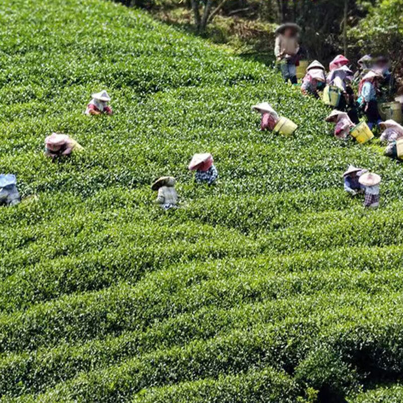 250g Premium Taiwan Milk Oolong Tea High Mountain Alishan Jin Xuan Oolong Tea