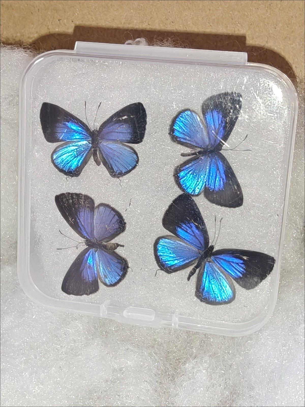 Hedge Blue Male Butterfly Specimens 20 Pack 2-2.5cm Wingspan A1-A-