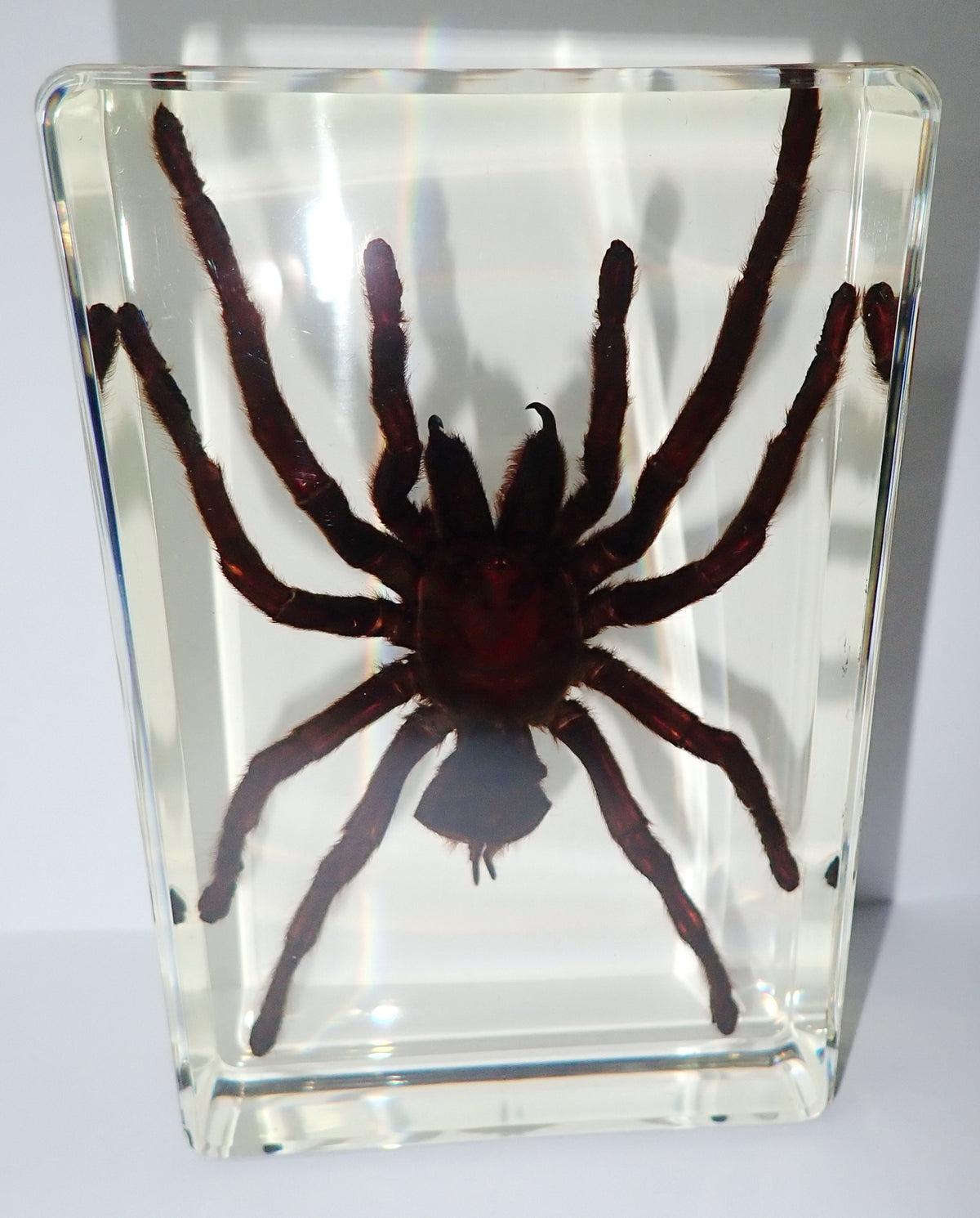 4.3" Giant Golden Earth Tiger Tarantula Spider Specimen Amber Clear Lucite Block