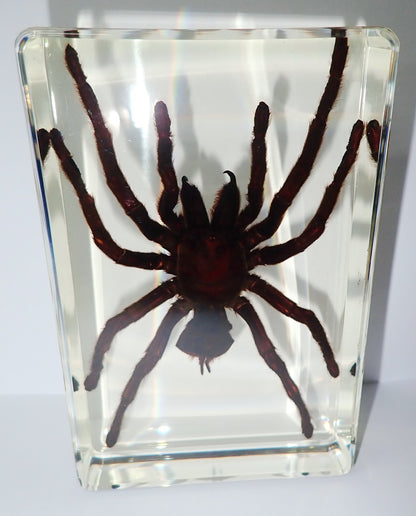 4.3" Giant Golden Earth Tiger Tarantula Spider Specimen Amber Clear Lucite Block