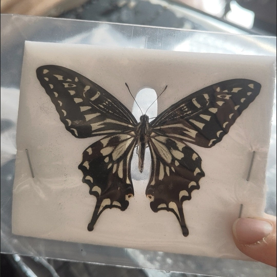 10 Pcs Spread Citrus Swallowtail Butterfly Specimens A- Grade DIY Decor Gift