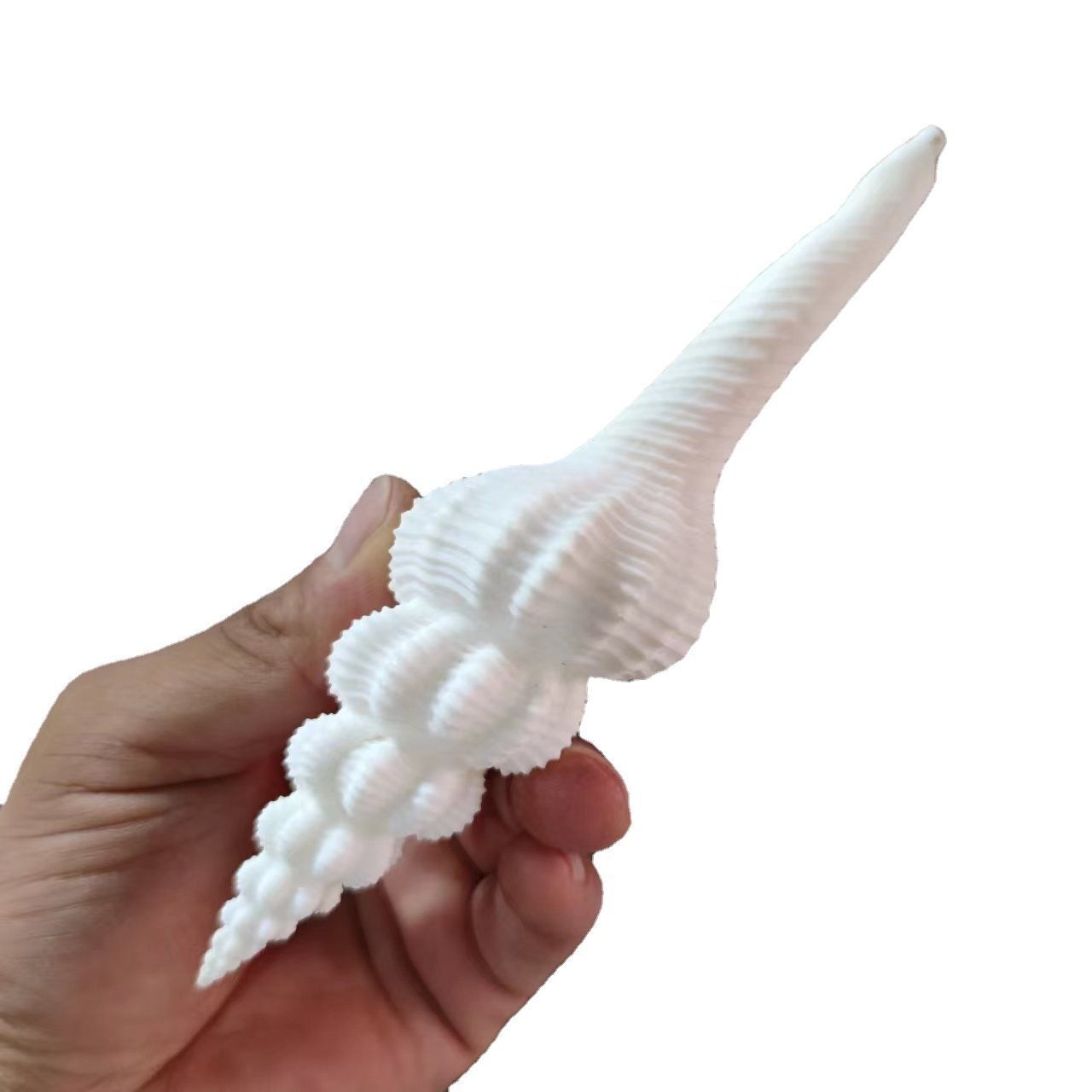 Natural Conch Shells 13-15cm Salisbury's Spindle Seashell Party Home Decorations