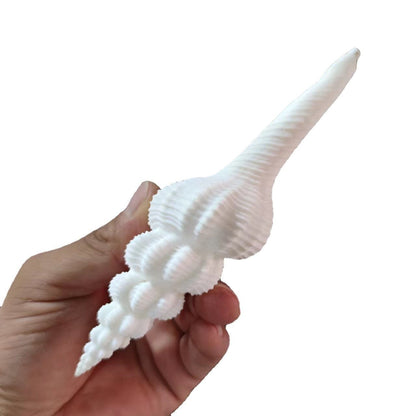 Natural Conch Shells 13-15cm Salisbury's Spindle Seashell Party Home Decorations
