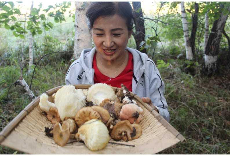 Wild Lion's Mane Mushroom Premium Hericium Erinaceus Very Delicious Top Quality