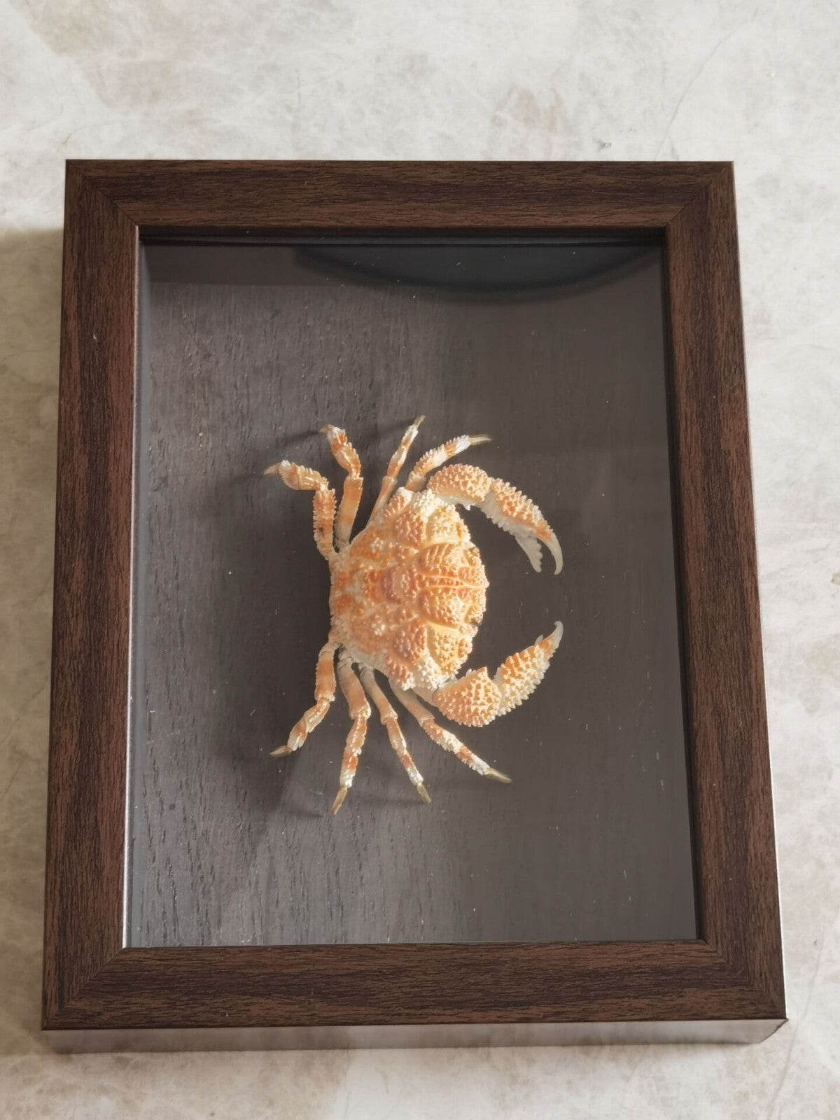 Collect Real Scaly Crab Statue Specimen Skeleton Animal Bone Decor