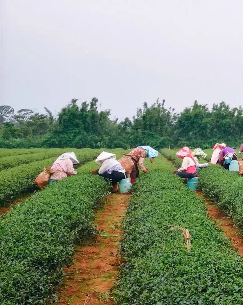 1000g Taiwan high mountain oolong tea - Oriental Beauty Unique oolong tea