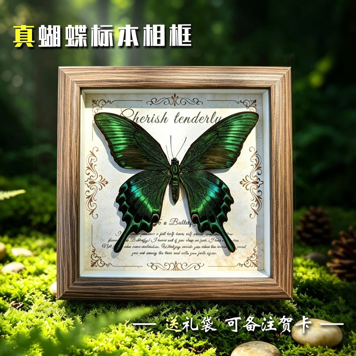 Real Green Swallowtail Butterfly Taxidermy Wooden Frame Vintage Home Gift