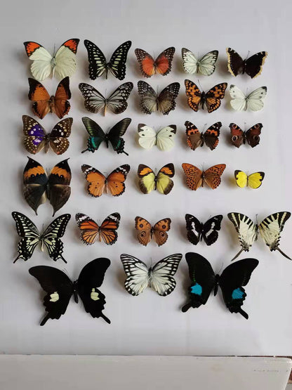 （Butterfly Species with No Duplicates）20pcs natural Real Butterflies Specimen